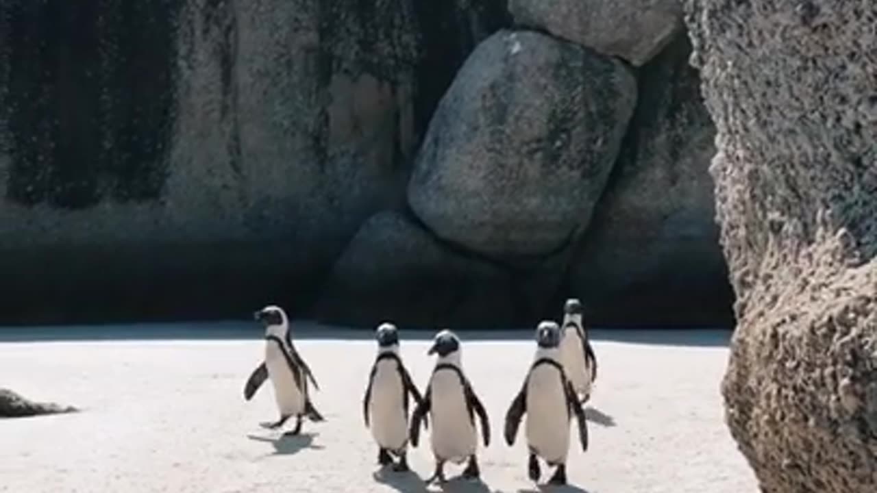 Nature wildlife Natural penguin Walking video