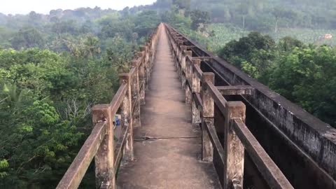 Forest bridge morning walk !