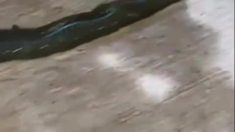 bristle worms they’re going viral again #amazinganimalfacts #animalfacts #facts