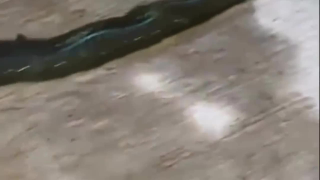 bristle worms they’re going viral again #amazinganimalfacts #animalfacts #facts
