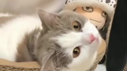 Funny Cat