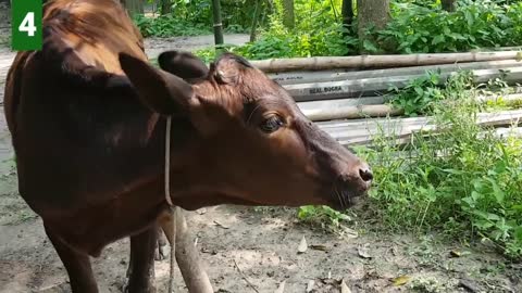 6 Cow Mooing - Whose Voice Is Good _ Every Cow Make Sounds Two Times _ Cow Voice Sounds PART 2