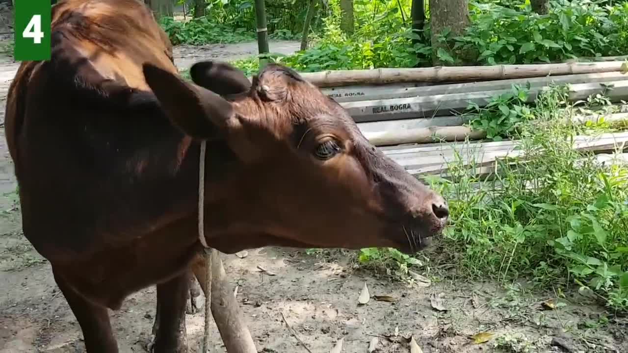6 Cow Mooing - Whose Voice Is Good _ Every Cow Make Sounds Two Times _ Cow Voice Sounds PART 2