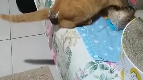 Tom and Jerry playing together 😅😽🐁