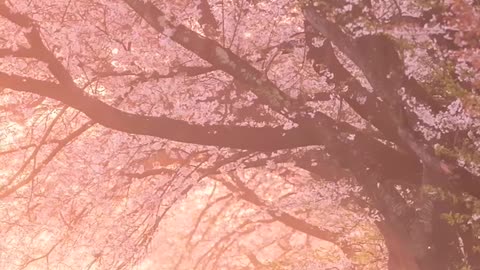 Beautiful earth 🥰 #short