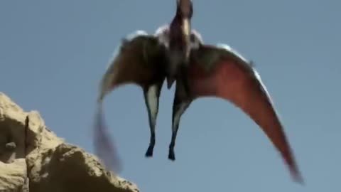 Bird Teach her babies to fly