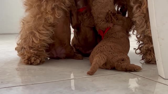 Mom dogs feeding puppies #viral #trending #viral videos