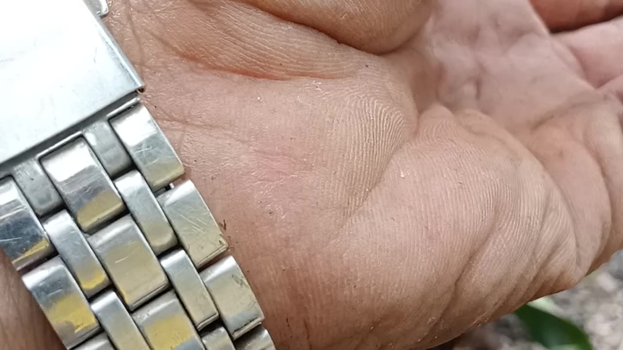what type of caterpillar is this
