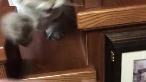 Angry cat😸😸