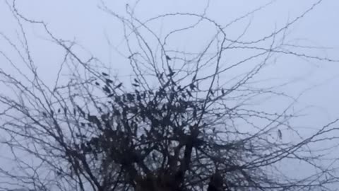 Real voices of Birds| Original sounds of Group of Birds|Bird's Voices