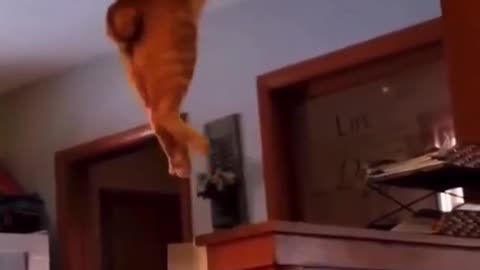 Ninjas Cat
