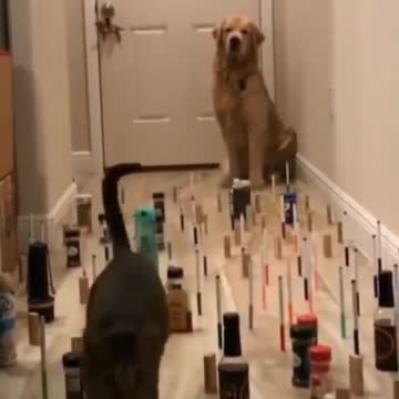 Labyrinth of dog, cat and make-up. Very enjoyable