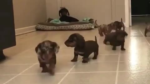 .Crowds of dogs were running