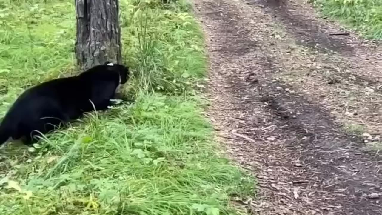 black panther vs Rottweiler