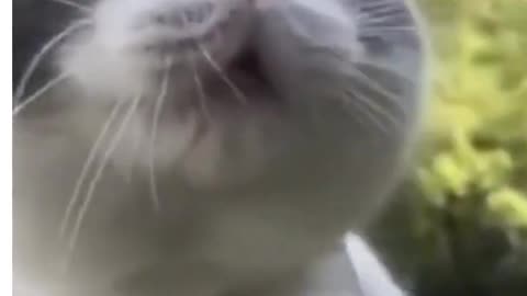 Hilarious Talking Cat