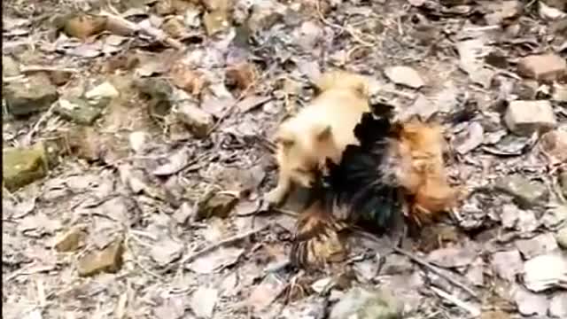 Chicken Vs dogs ( funny dogs fight video