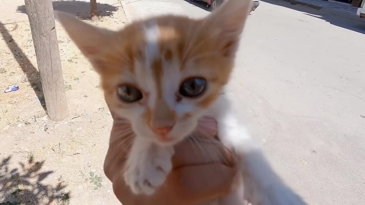 Trying to save a kitten defending its dying brother.