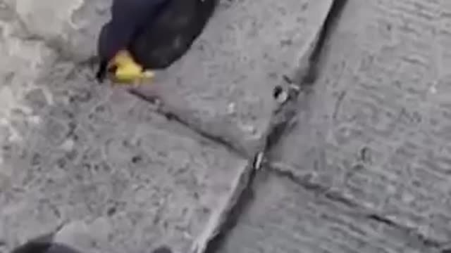 Many birds die | unknown phenomenon