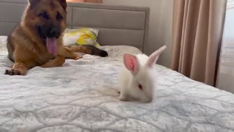 German Shepherd Confused by Baby Bunny