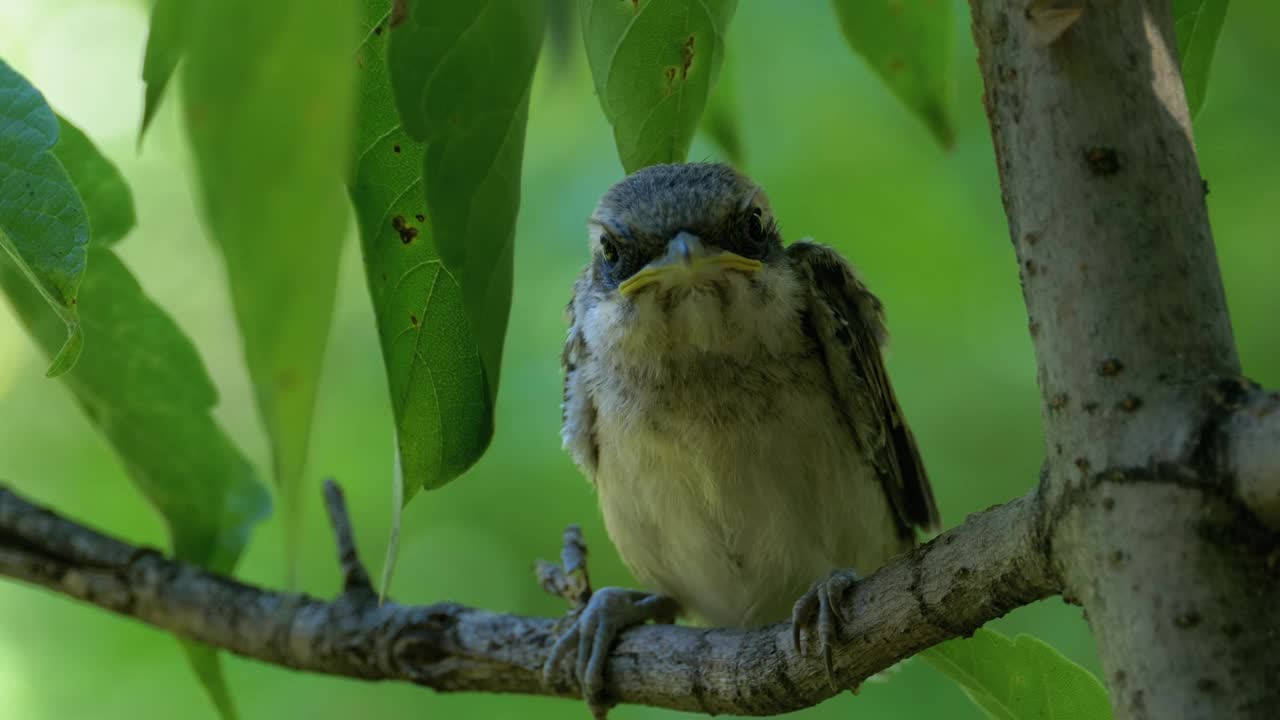 Small bird perched on a tree branch