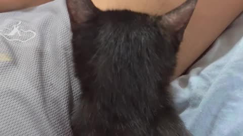 Kitten Is Fond Of Armpits