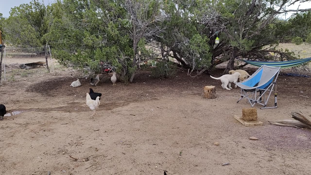 New puppies first day with the chickens.