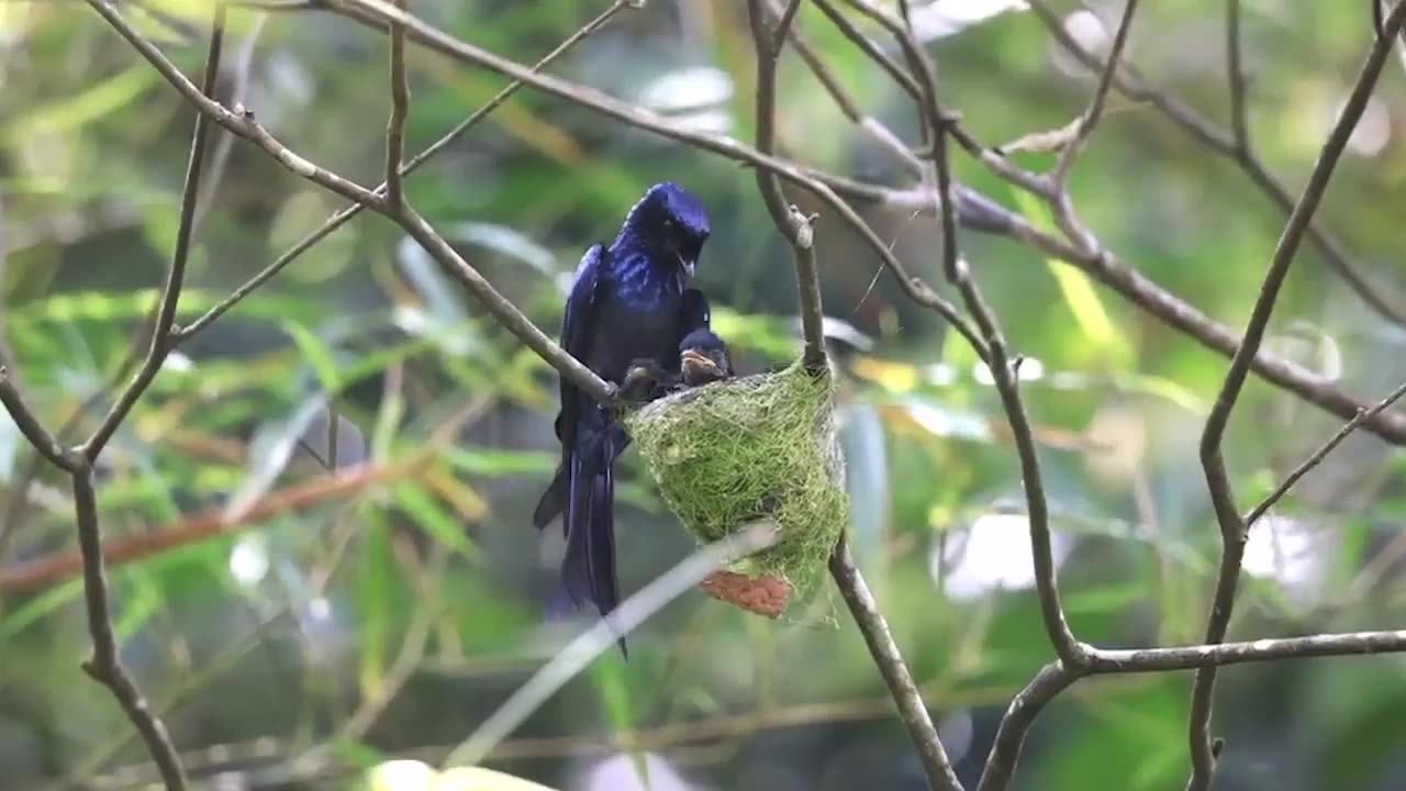 the beauty of the srigunting bird is raising its child in the forest