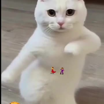 Which Breed of Kitten is the Cutest for You?