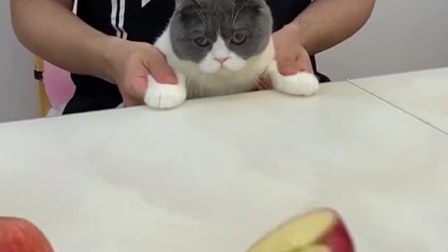 OMG Cute Cats Videos