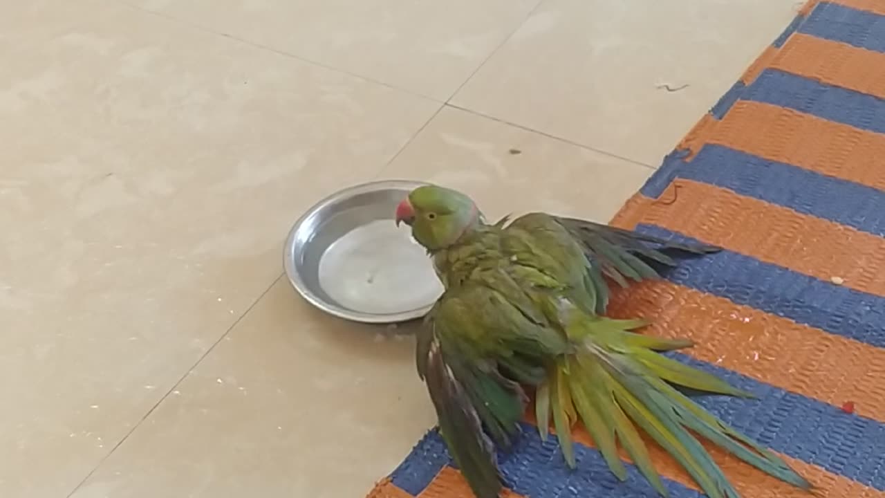 Parrot bath