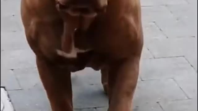 call me by your name tik tok Animals