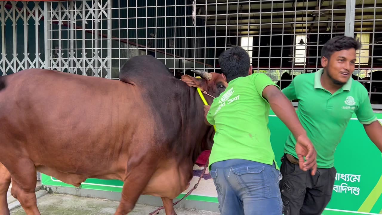 Bangladesh cow frame