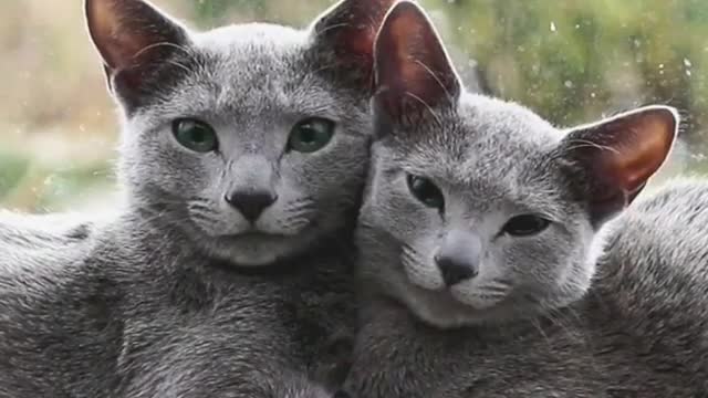 Petcat doubles your joys, and divides your sorrows.