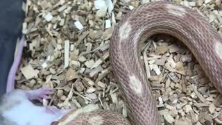 WARNING LIVE FEEDING VIDEO