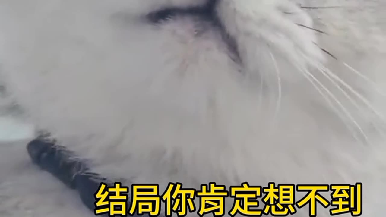 Funny cats, short, video, comment, viral, America, England, comedy, funny, cute, beutiful