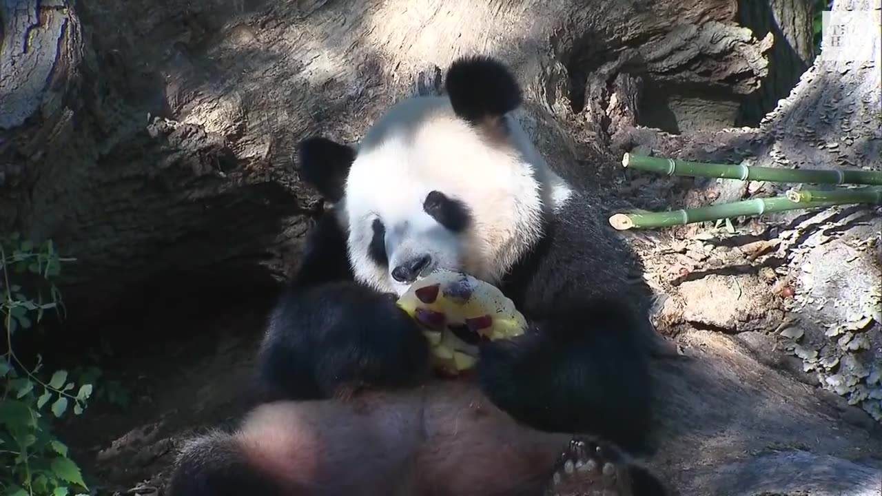 National Zoo's 3 Giant Pandas Return to China,Ending 50 Years of 'Panda Diplomacy'