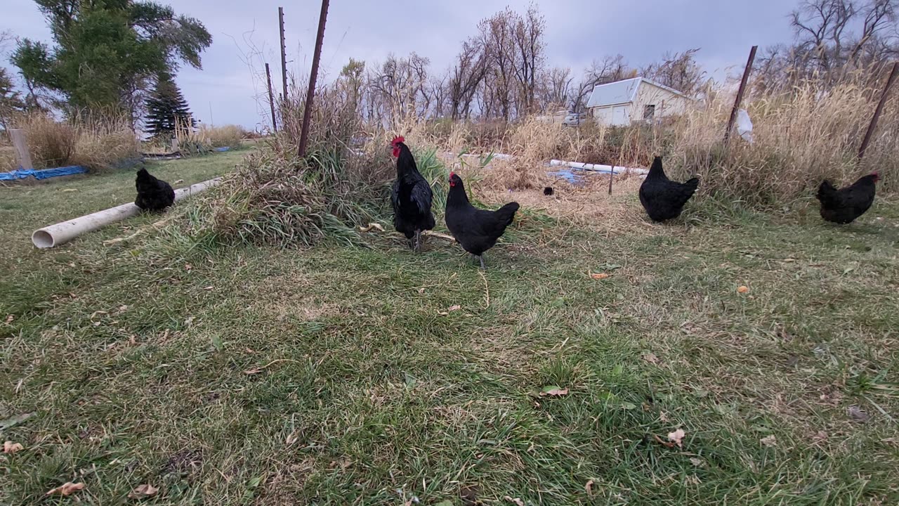 chickens having fun#homestead,#family,#love