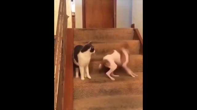 Playing cat and dog.🤣🤣