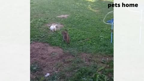 funniest animal videos tha will 100% make you laugh