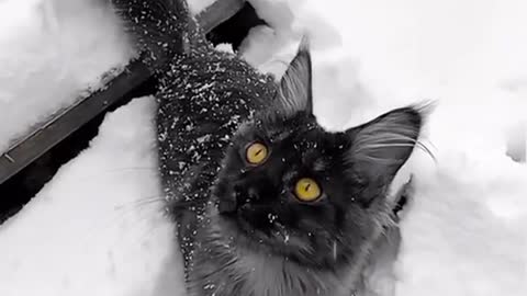 Cute little panther in snow ❄️