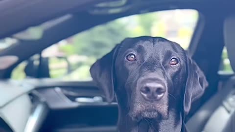 Dog Pulled Over