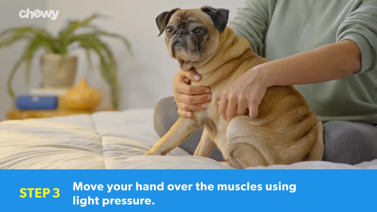 Dog Massage Techniques: How to Massage Your Dog