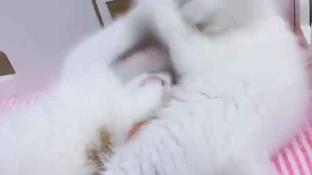 OMG So Cute Cats ♥ Best Funny Cat ❤️🐈Videos 2021 #shorts