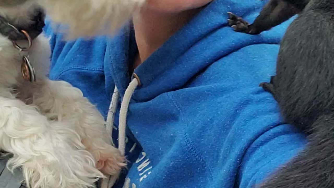 THE CUTEST Pet Squirrel and dog are besties 😍