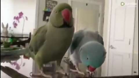 Parrots talking to each other