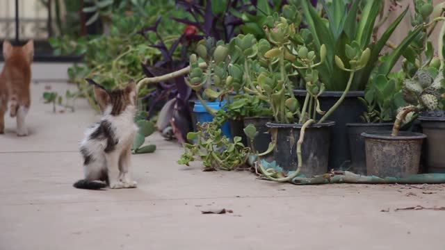 Cute kittens visiting our garden