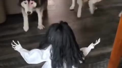 Baby Dogs - Cute and Funny Dog Video