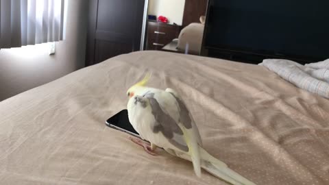 A Very Happy Parrot Walking & Singing