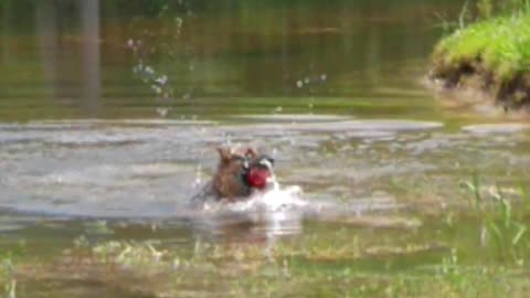 Greman Shepherds Jules playing fetch at the pond house FB @SGSKRH Sehguh Shepherds