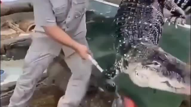 man plays with alligator and almost gets bad